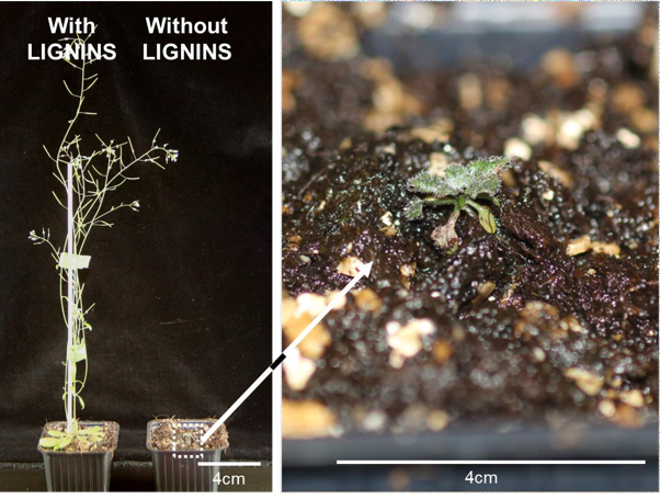 A side by side comparison of two Arabidopsis thaliana plants. The plant on the left shows normal growth with healthy leaves and stems.-1.png